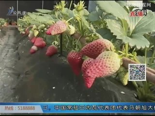 怎样辨别使用膨大剂的“激素草莓”和正常种植的草莓？