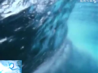 魅力海洋 2018-09-07(19:45:01-20:00:00)